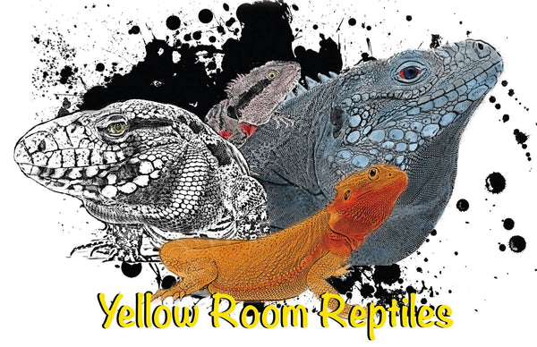 Yellow Room Reptiles